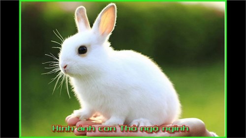 Câu đố: Con thỏ